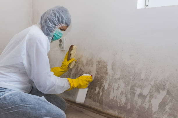 Trusted Princeton, NC Mold Removal Experts