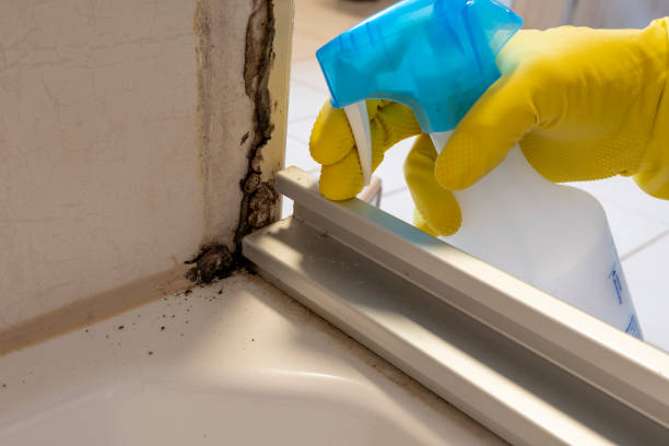 Best Certified Mold Removal  in Prieton, NC