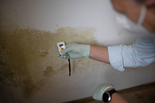 Best Affordable Mold Removal  in Prieton, NC