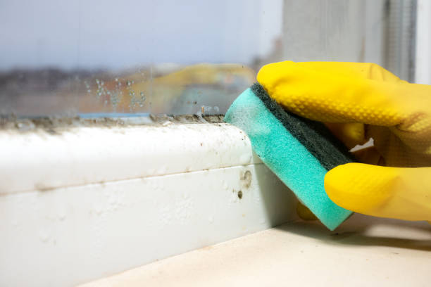 Best Fast Mold Removal  in Prieton, NC