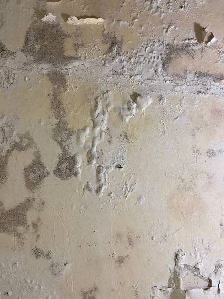Best Attic Mold Removal  in Prieton, NC
