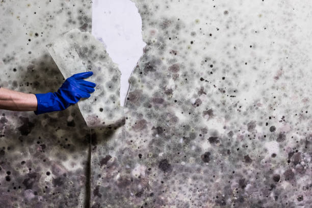 Best Mold Removal Company Near Me  in Prieton, NC