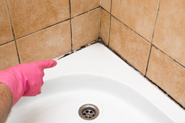 Office Mold Removal Services in Princeton, NC